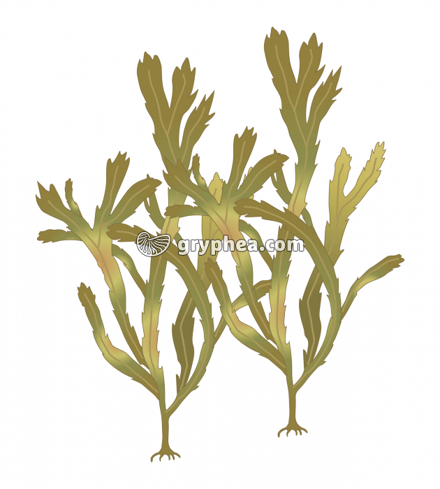 Fucus dentelé (algue brune) - gryphea.org